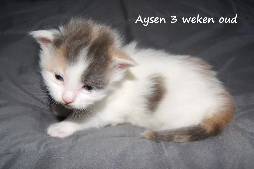 Aysen